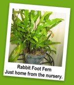 rabbit foot fern