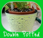 Lemon Button Fern Double Potted